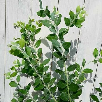 Amazon.co.jp: パールアカシア 苗 5号鉢 アカシア 苗木 シンボルツリー